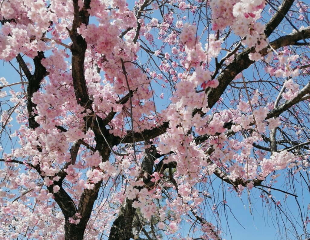 満開のしだれ桜