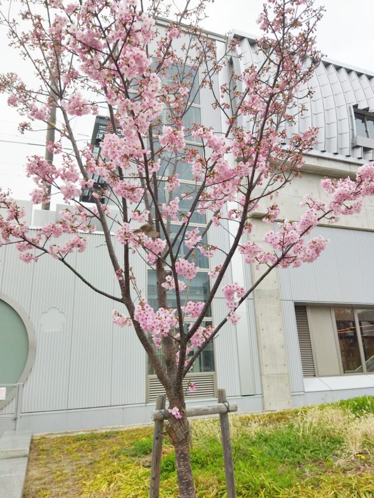 梅小路京都西駅付近の桜