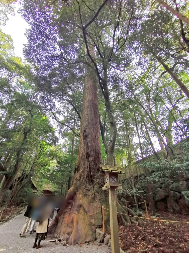 伊勢神宮（内宮）の大きな杉の木