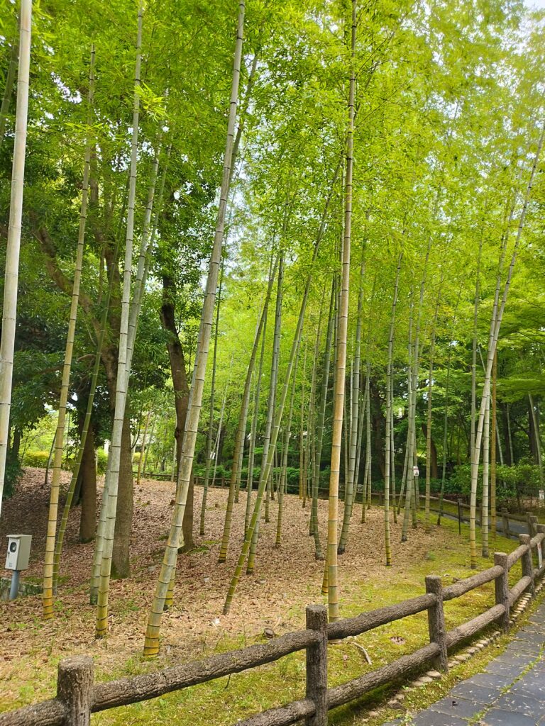 びわこ文化公園の竹林