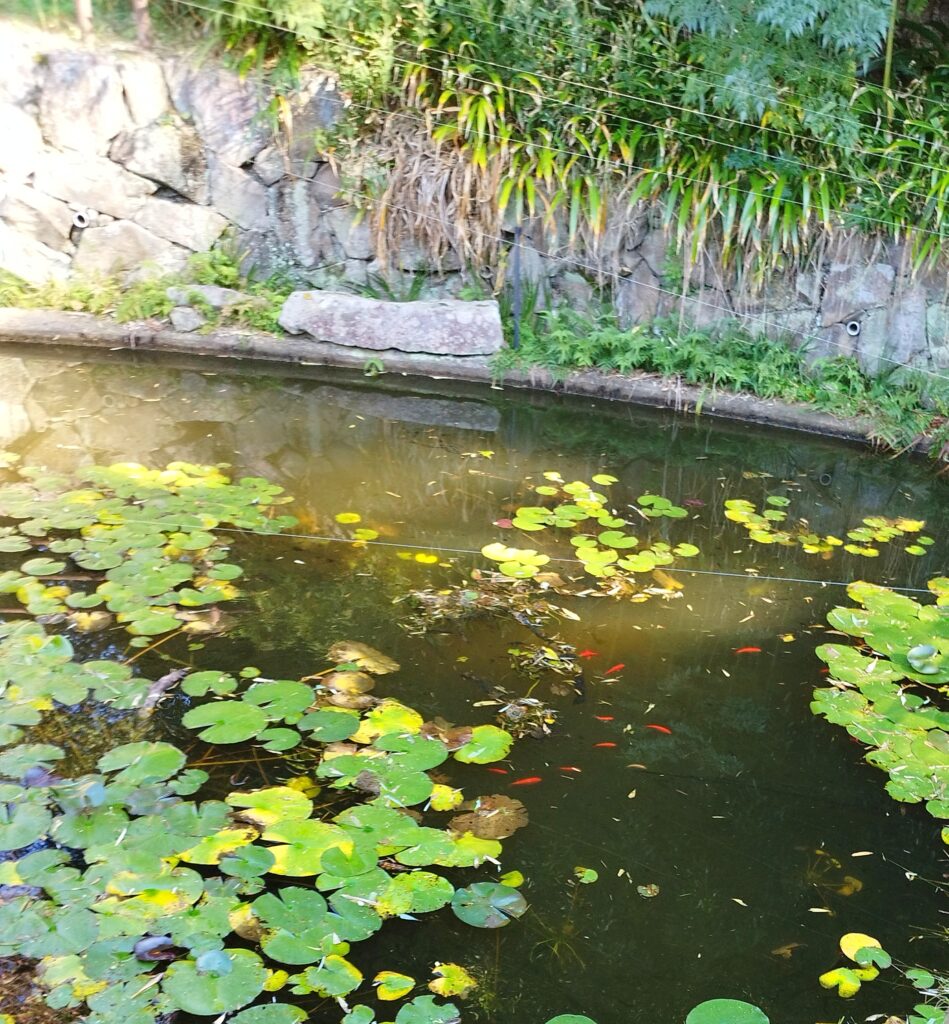 洛西竹林公園の池にいる金魚とカエル