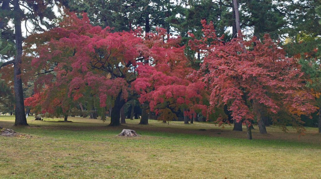 京都御苑の紅葉（モミジ）