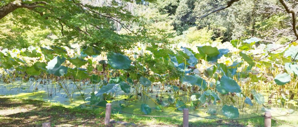 京都府立植物園のはす池