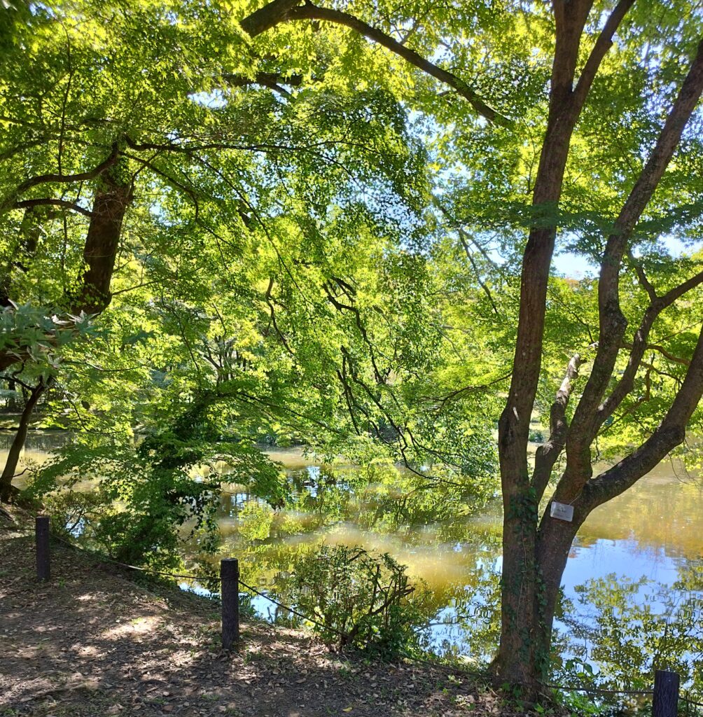 京都府立植物園の池