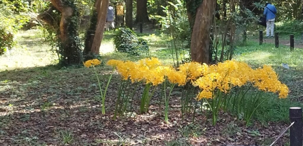 京都府立植物園の黄色いヒガンバナ