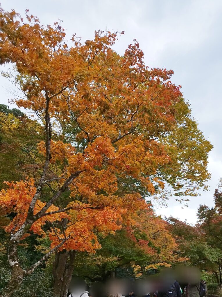 箕面大滝の紅葉