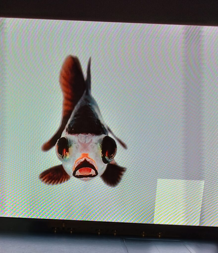 奈良金魚ミュージアムの展示