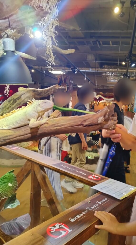 いきものミュージアムのイグアナに餌(小松菜)をあげる様子