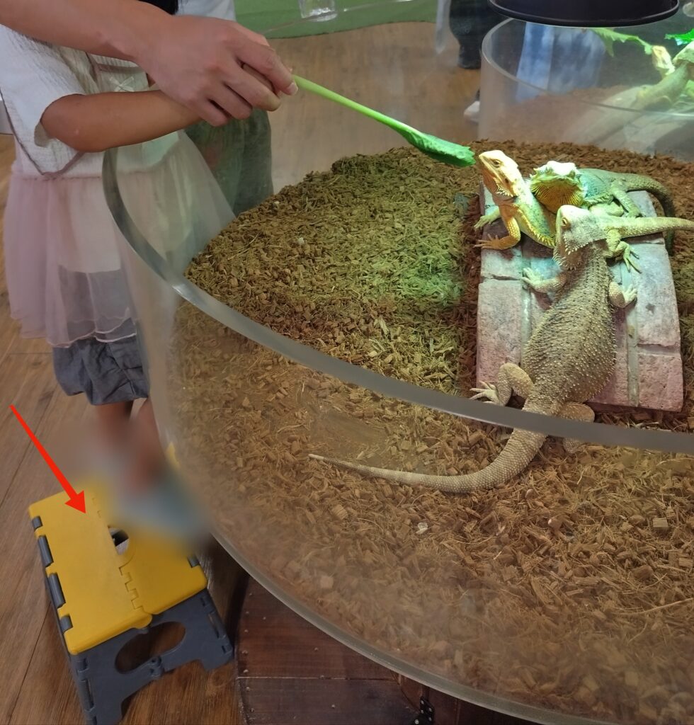 いきものミュージアムのイグアナに餌(小松菜)をあげる様子