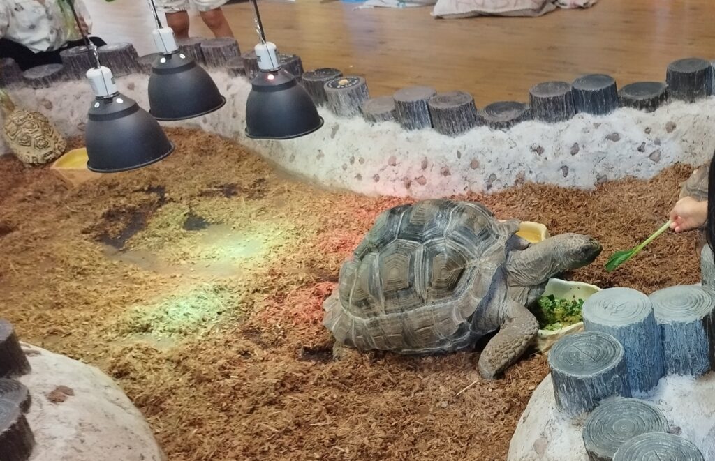 いきものミュージアムのリクガメに餌(小松菜)をあげる様子