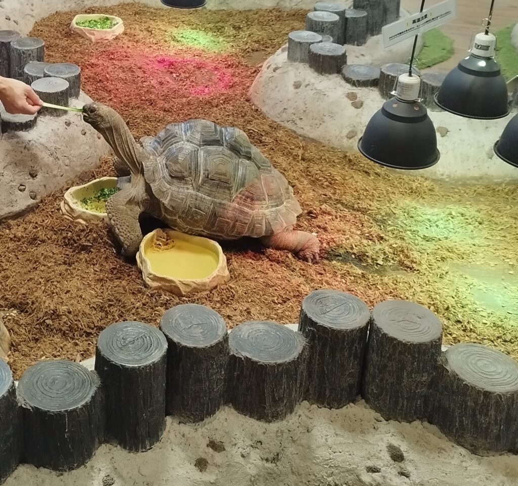 いきものミュージアムのリクガメに餌(小松菜)をあげる様子