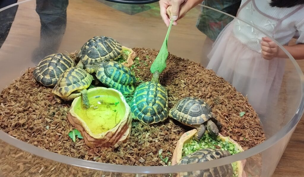 いきものミュージアムのリクガメに餌(小松菜)をあげる様子