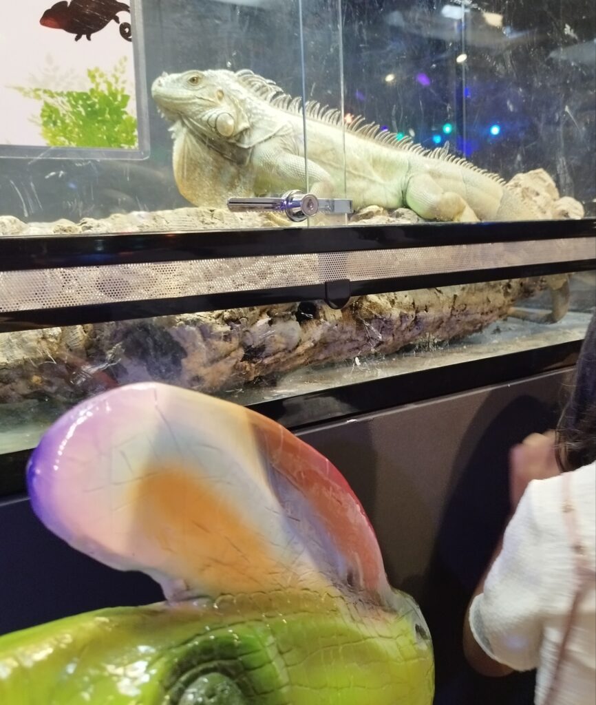 いきものミュージアム「しとしと」ゾーンのグリーンイグアナ