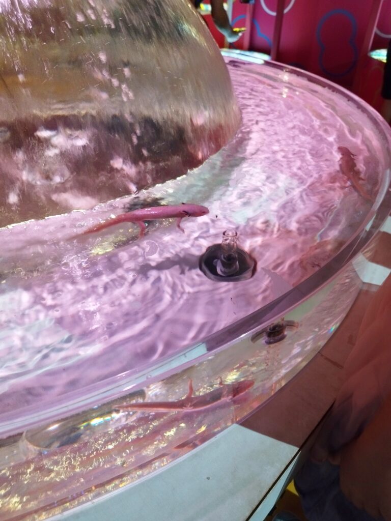 いきものミュージアム「ぷるぷる」ゾーンのウーパールーパー